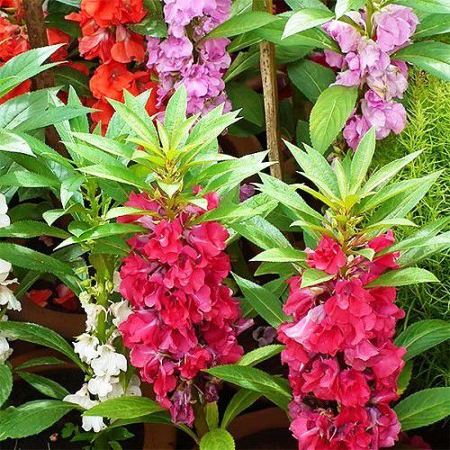 impatiens_balsamina_dobrada impatiens_balsamina_dobrada