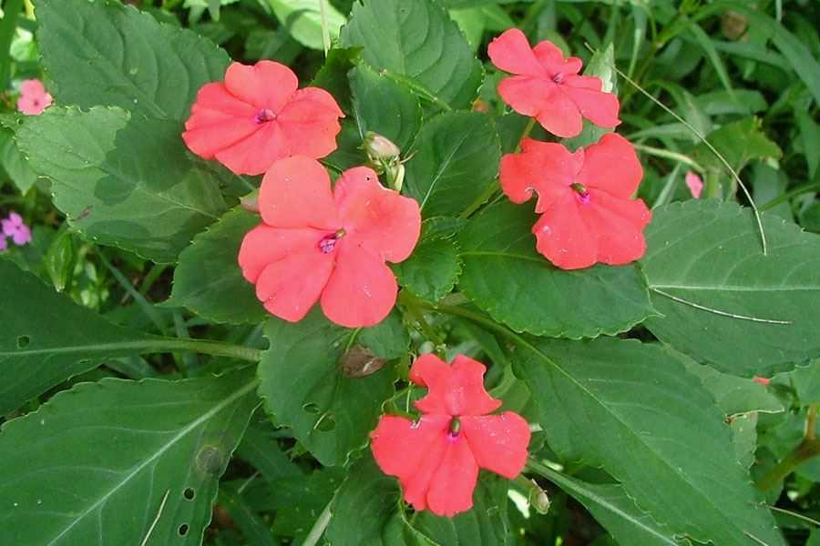 impatiens_walleriana38