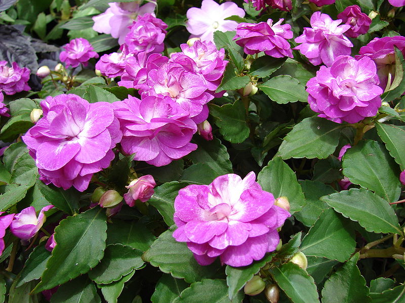 impatiens_walleriana_