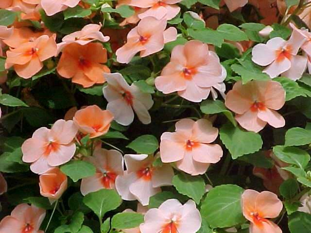 ) PlantaSonya O seu blog sobre cultivo de plantas e flores ) PlantaSonya O seu blog sobre cultivo de plantas e flores