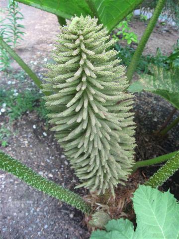 inflorescencia da Gunnera