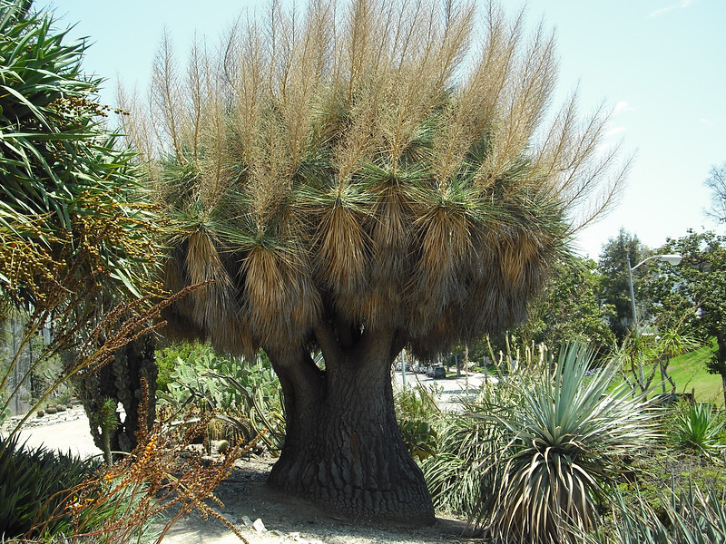 inflorescencia da pata-de-vaca