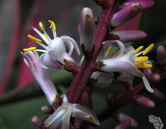 inflorescência Cordyline terminalis