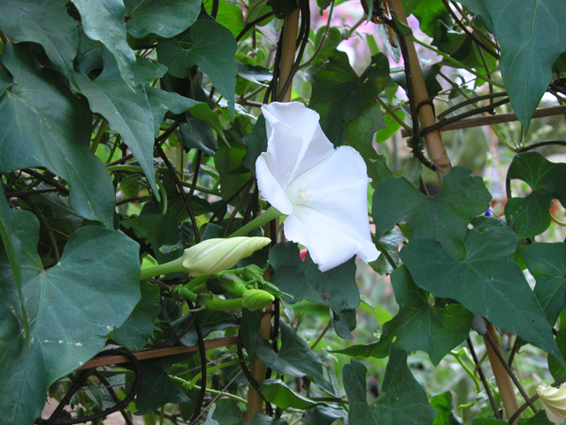 ipomoea bona-nox