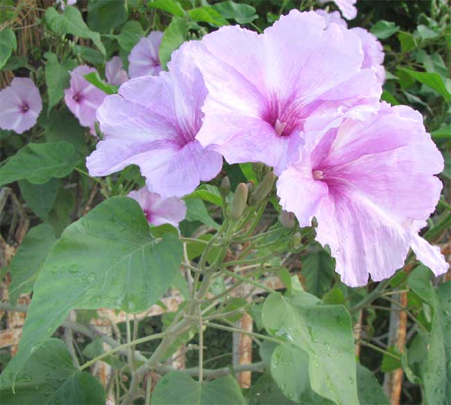 ipomoea carnea