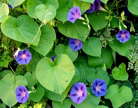 ipomoea-purpurea-01