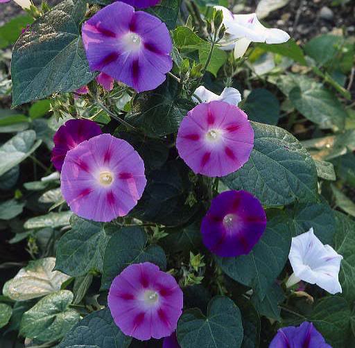 ipomoea