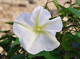 ipomoea_aculeatum