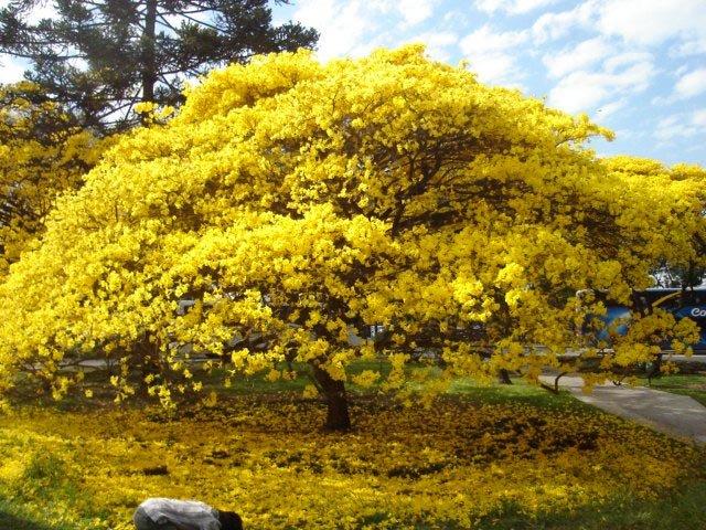 ipê amarelo