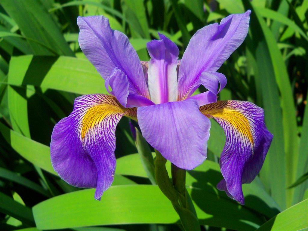 iris