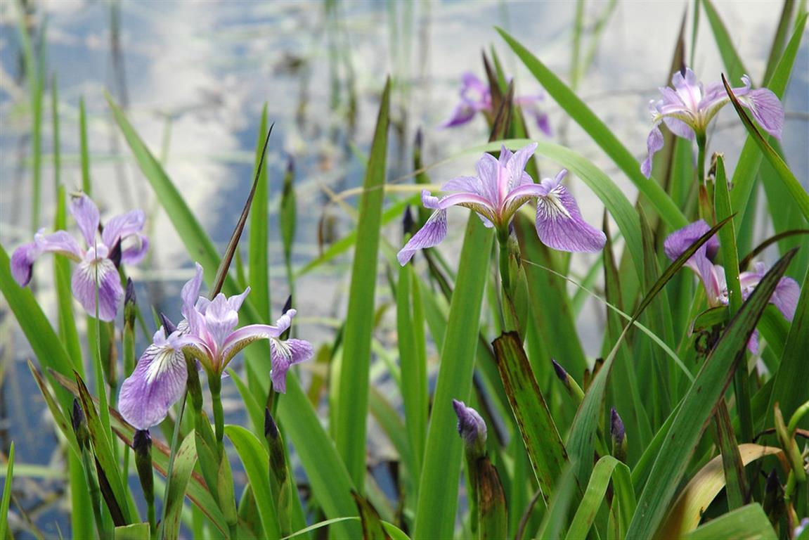 iris-versicolor 