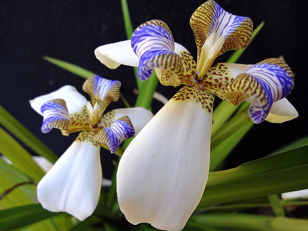 iris