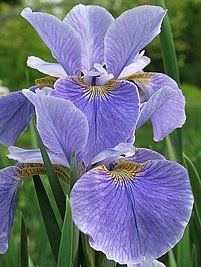 iris_sibirica