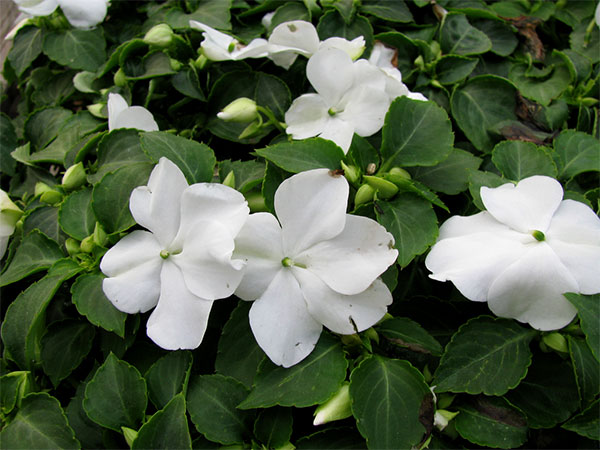 impatiens