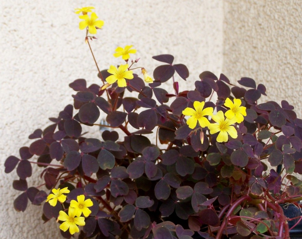 Oxalis