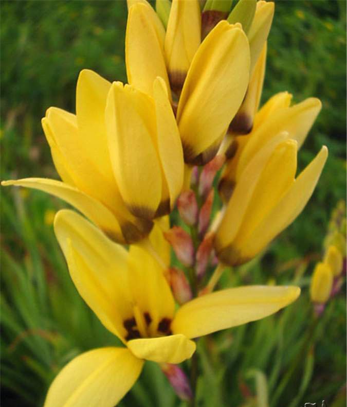 ixia maculata2