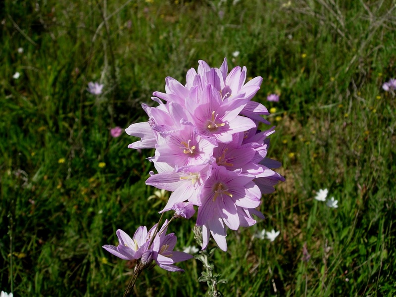 ixia_flexuosa__6