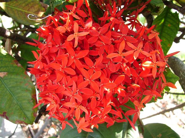 ixora