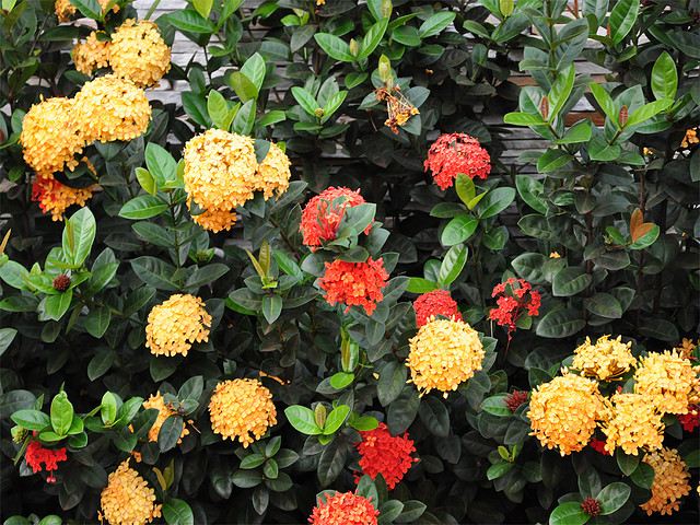 ixora (2)