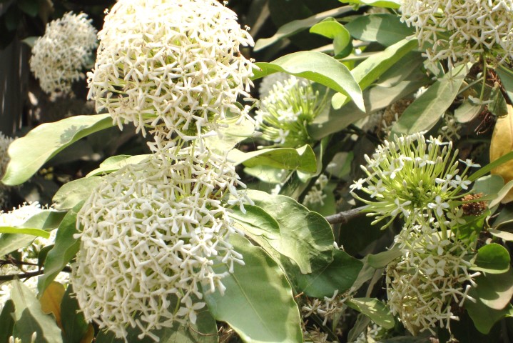 ixora chinense