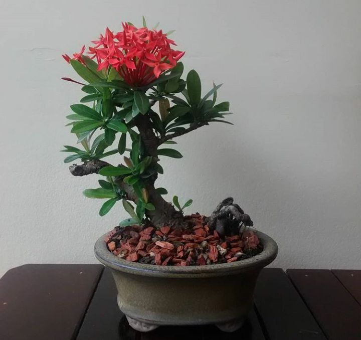 ixora chinensis