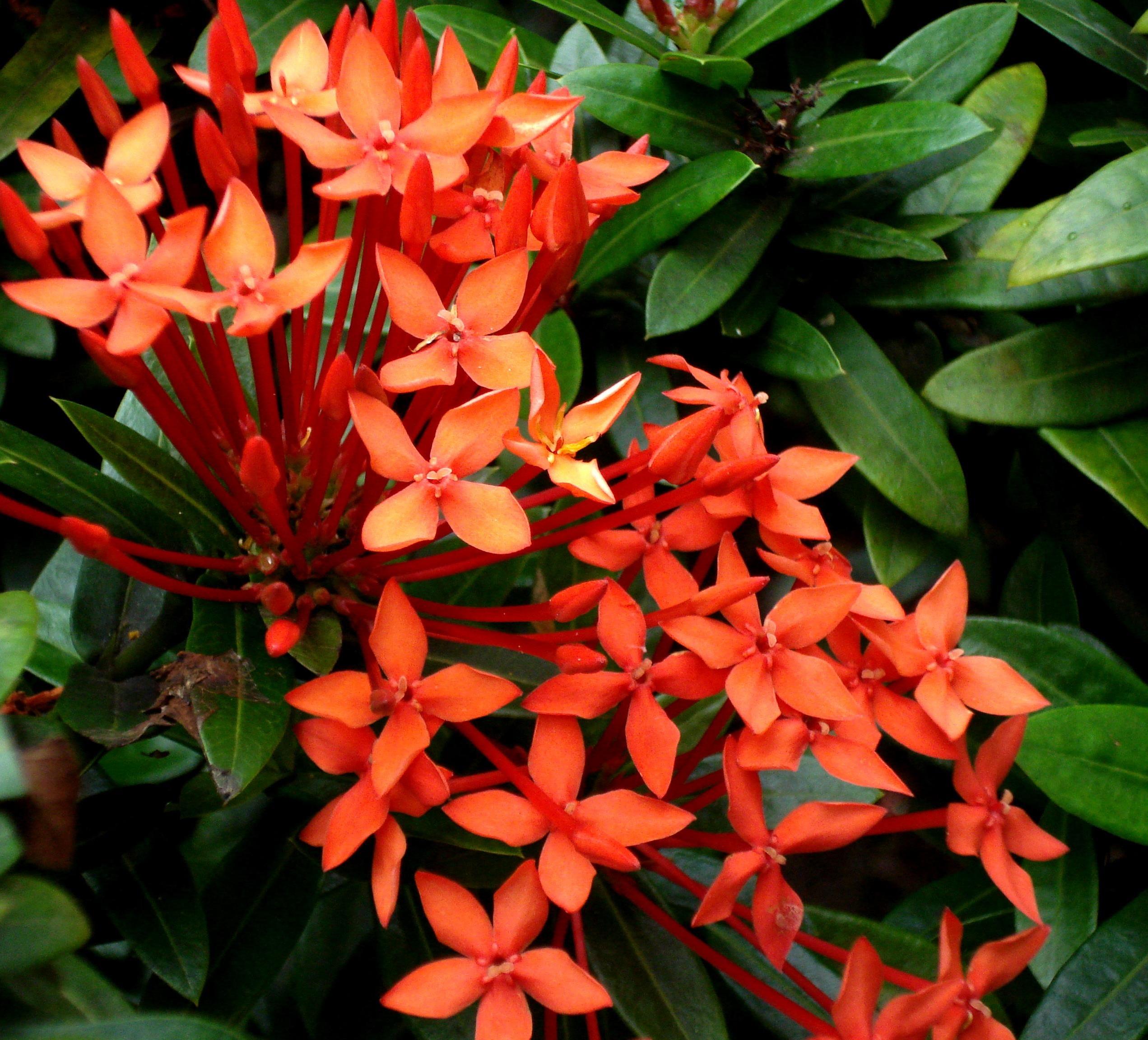 ixora-chinesa