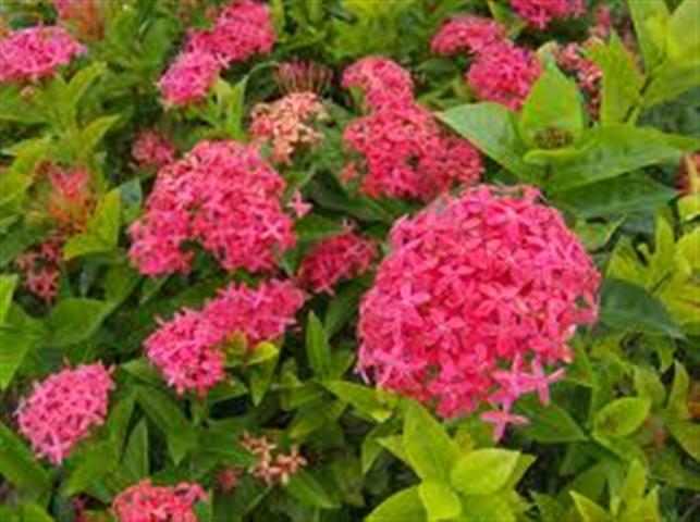 ixora