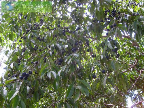 jaboticaba azul