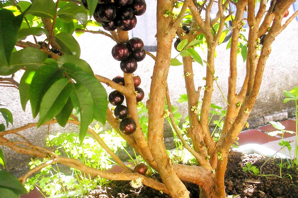 jaboticaba