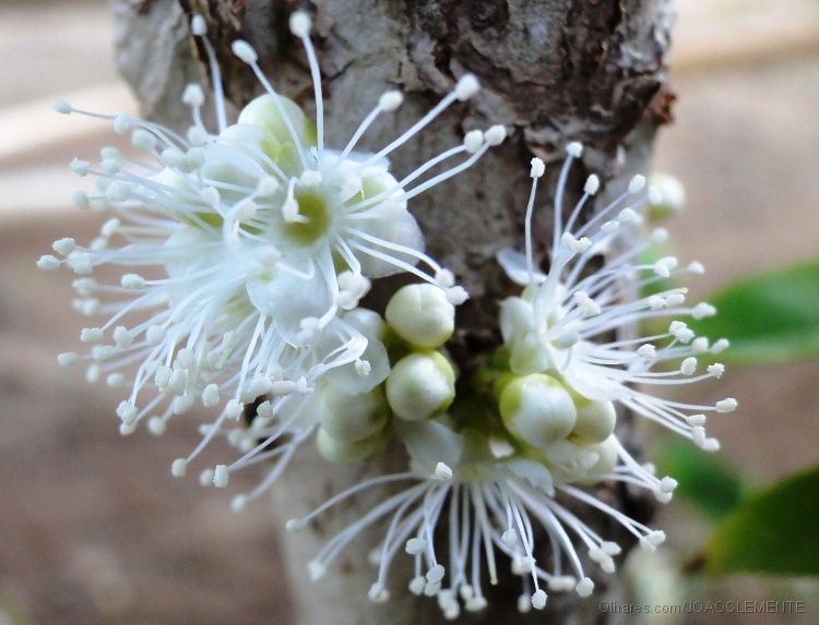 jabuticaba flor