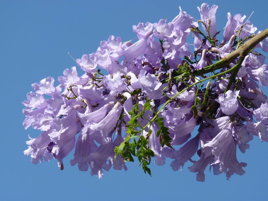 jacaranda-833137