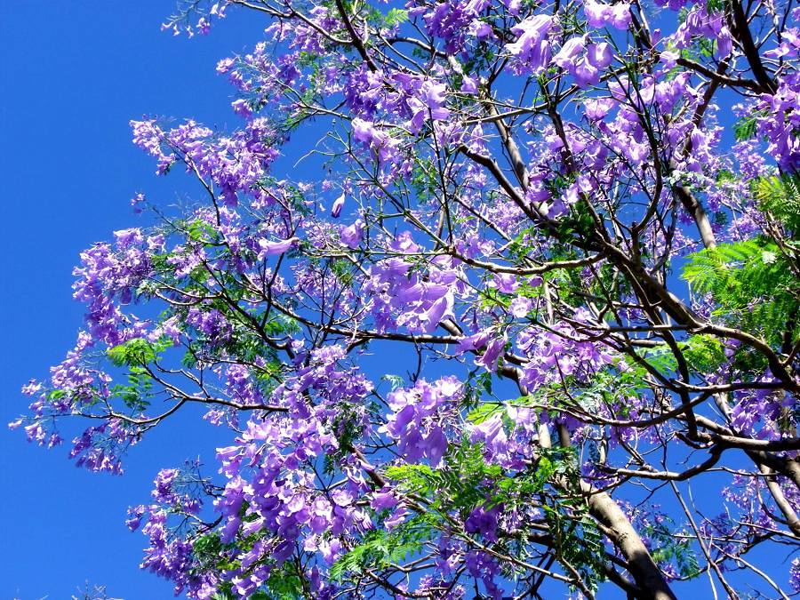 jacaranda