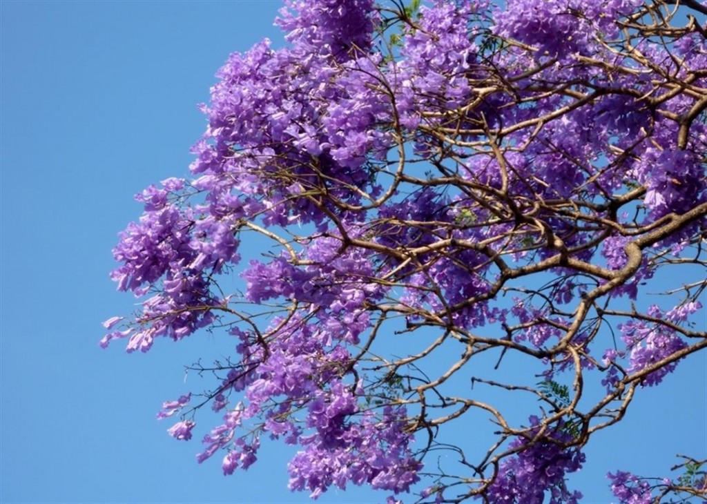 jacaranda