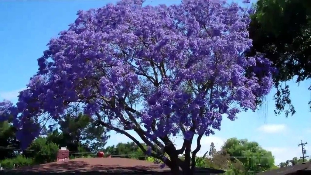 jacaranda-cuspidifolia-3