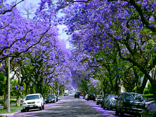 jacaranda mimoso