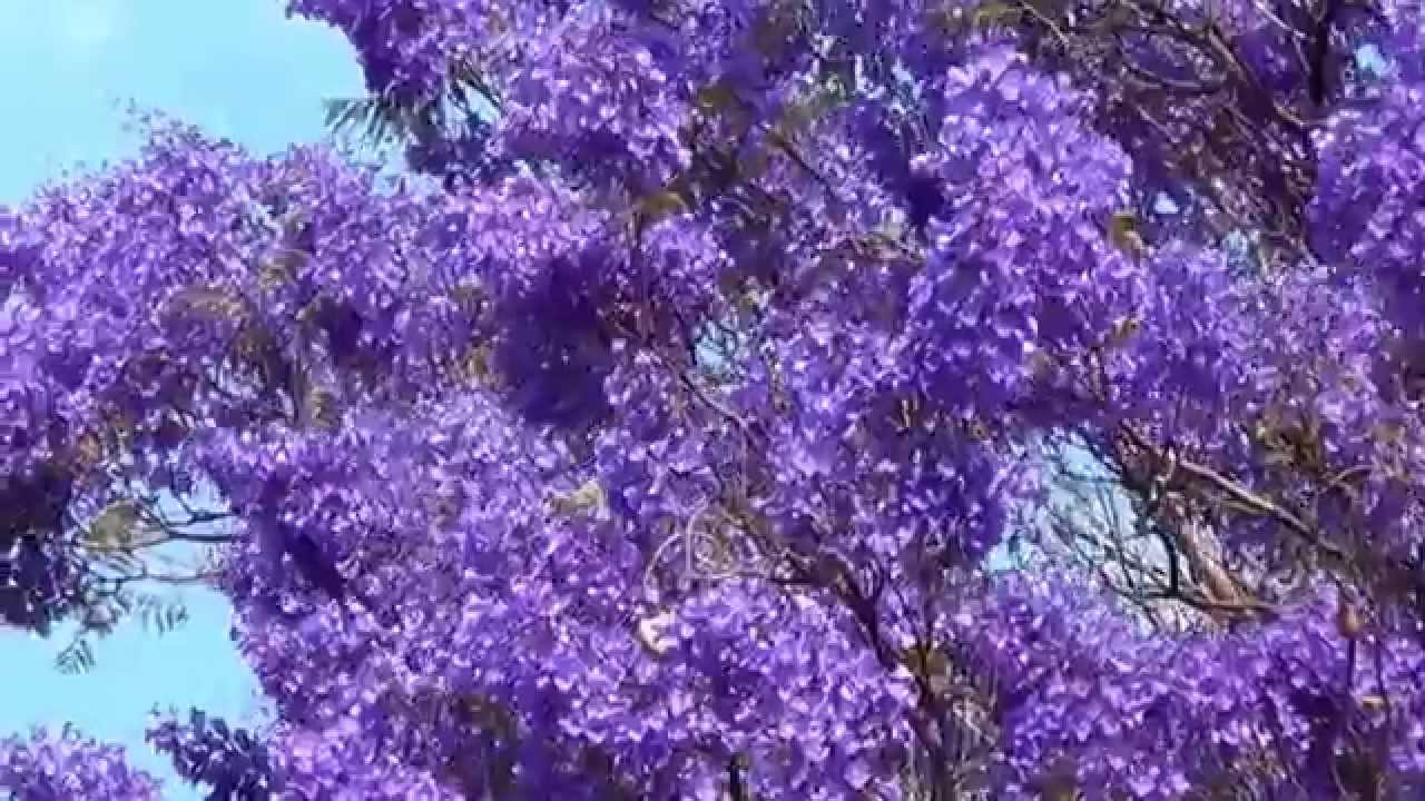 jacaranda-mimoso