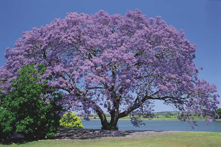 jacaranda_de_minas