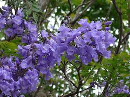 jacarandamimoso