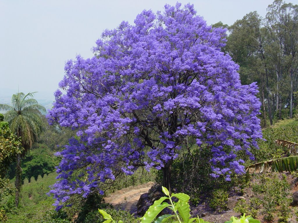 Jacaranda cuspidifolia