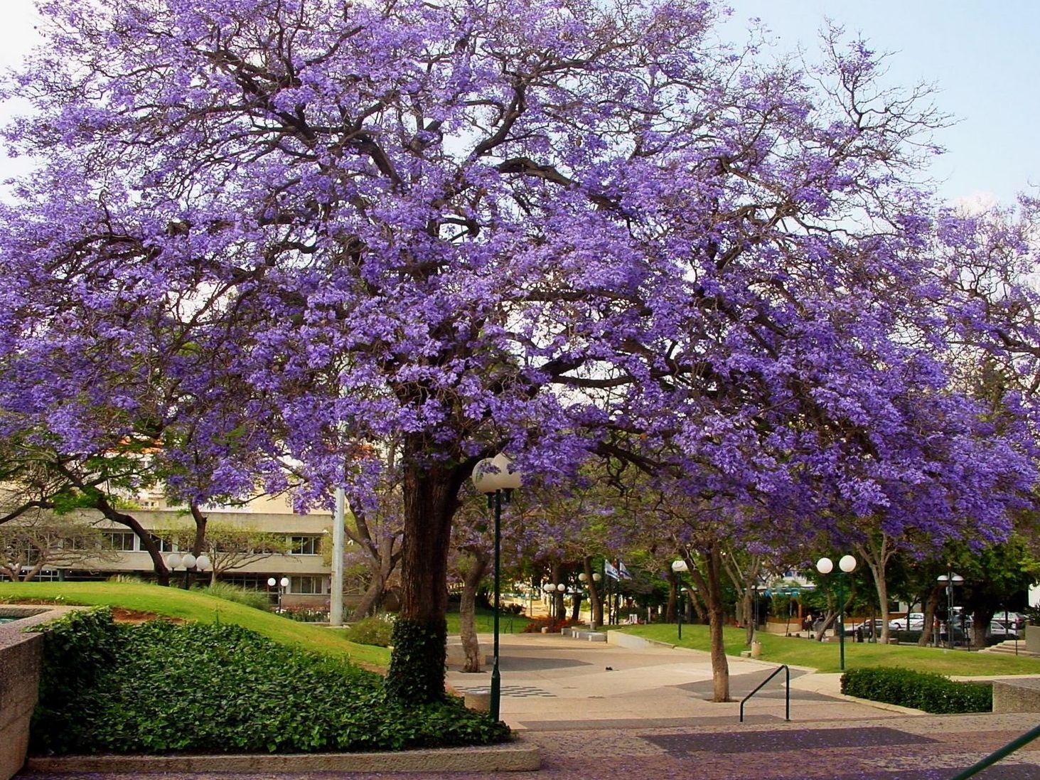 jacarandá-mimoso