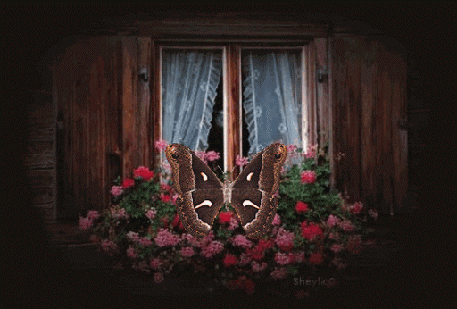 janela e borboleta