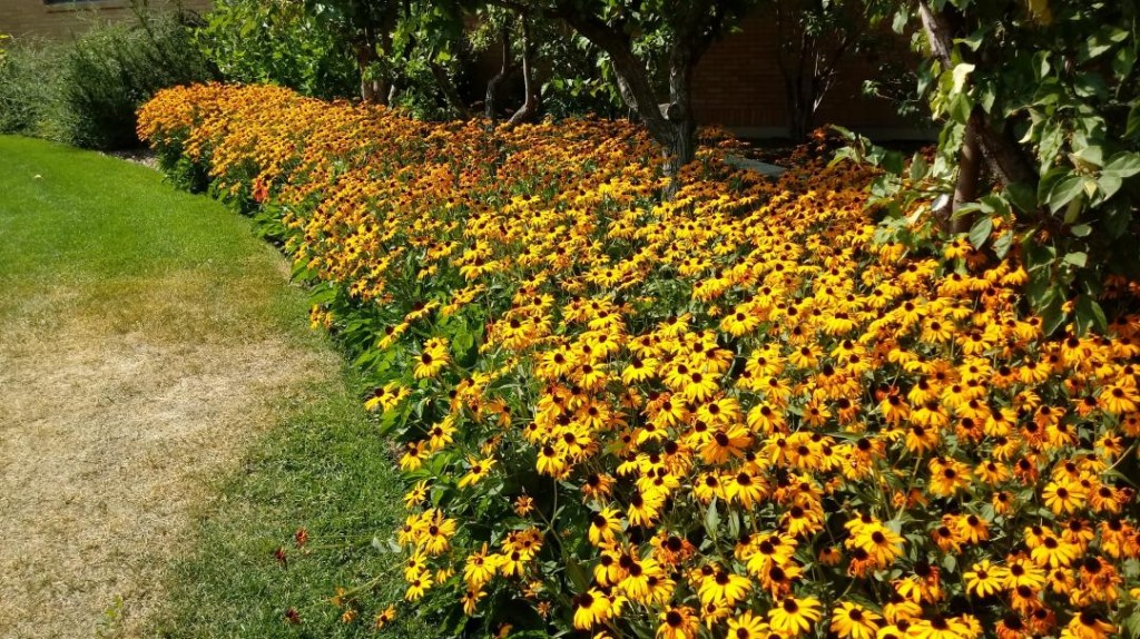 jardim de flores