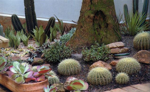 jardim de cactos