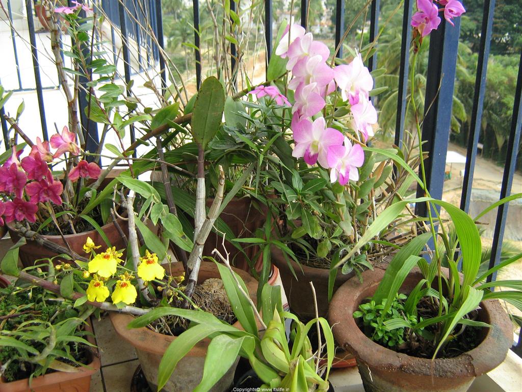 jardim de orquídeas 