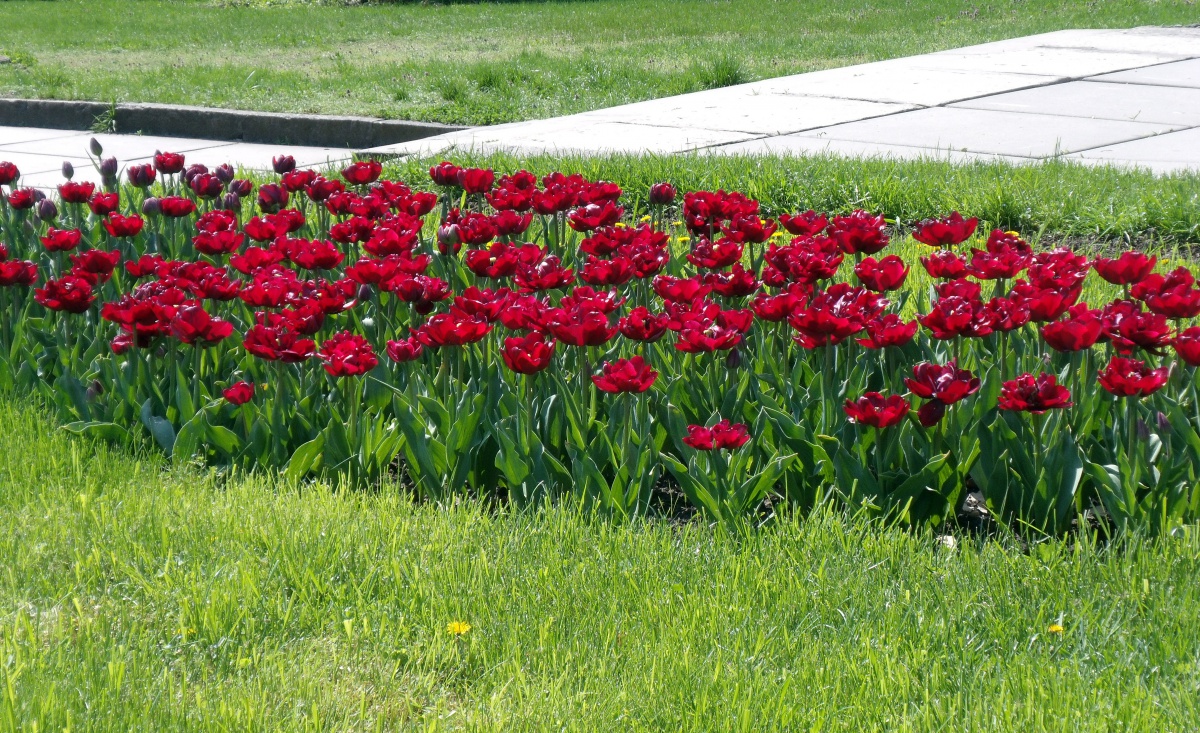 Um canteiro de flores de tulipas vermelhas