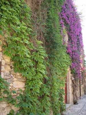 jardim no muro