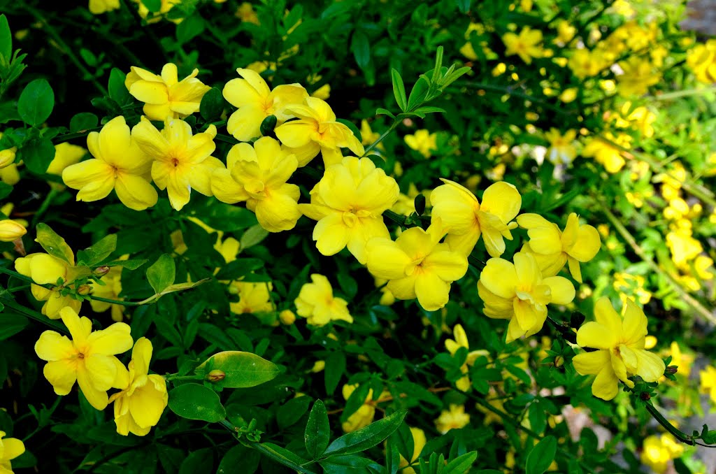 jasmim-amarelo (Jasminum mesnyi)