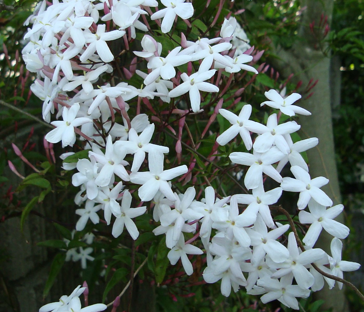 jasmim dos poetas (Jasminum polyanthum)