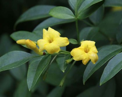 jasminum-mesnyi