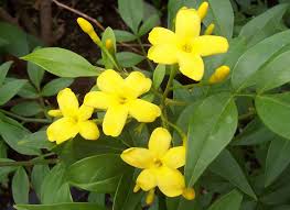 jasminum-mesnyi-2